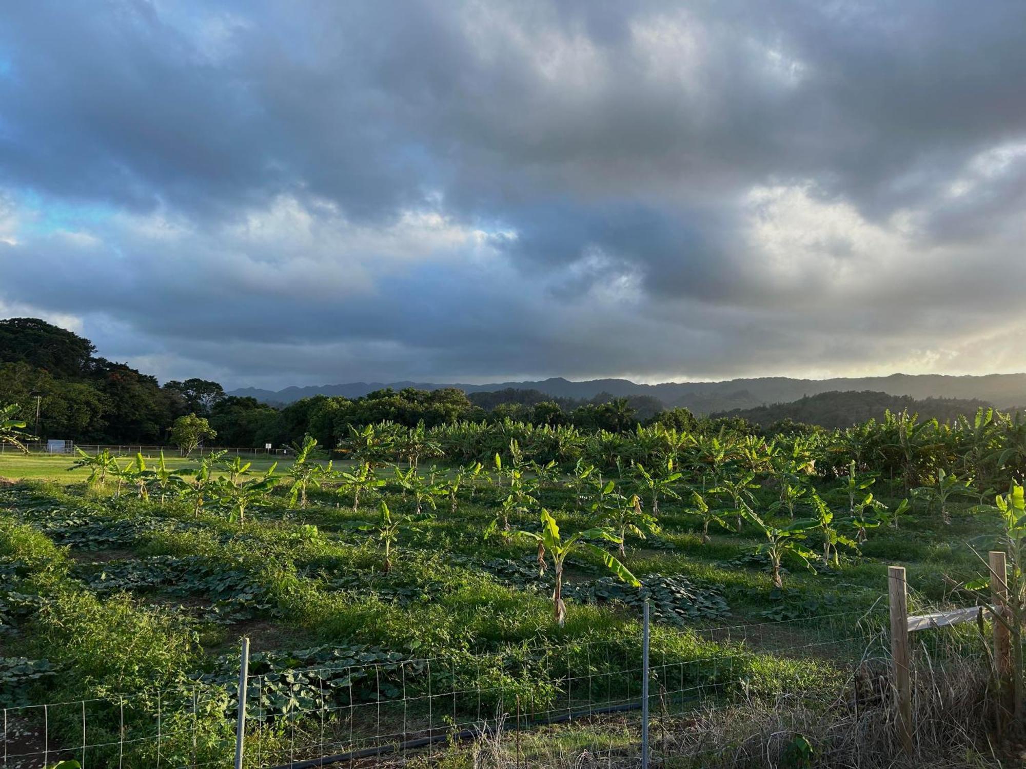 Maleka Farm: Tent Glamping North Shore Oahu Laie Exterior photo